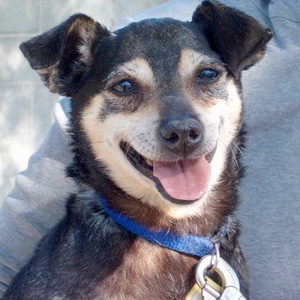 Quindici Molfetta Torna Oggi A Molfetta La Tradizionale Festa Del Bastardino