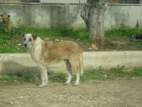 Quindici Molfetta I Vigili Urbani Catturano Un Randagio A Molfetta Protesta La Lega Del Cane